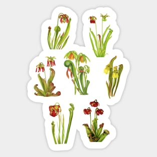 Pitcherplant Pack Sticker